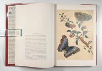 【洋書】Butterflies, moths and other insects〈Classic Natural History Prints〉（蝶・蛾・その他の昆虫）