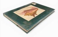 【洋書】Shells〈Classic Natural History Prints〉（貝類）