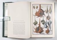 【洋書】Shells〈Classic Natural History Prints〉（貝類）