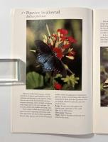 【洋書】70 COMMON BUTTERFLIES OF THE SOUTHWEST
