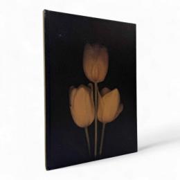 【洋書】Tulipa