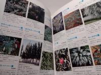 カラーリーフプランツ : 葉の美しい植物の図鑑