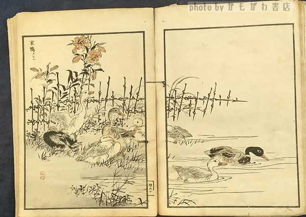 楳嶺百鳥画譜(幸野楳嶺 画) / 古本、中古本、古書籍の通販は「日本の 