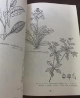 鞍馬山の植物