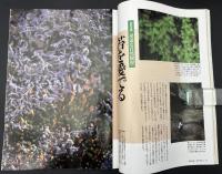 サライ  1997/8/7　特集：鰻お国自慢／気に入った車に長く乗る／アルフォンス・デーケン／日本の花火／苔を愛でる／残したい童謡・唱歌