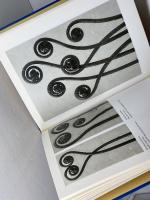 Karl Blossfeldt　写真 ベネディクト・タッシェン出版 カール・ブロスフェルト
