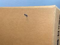 延慶本 平家物語　本文篇・索引篇　計4冊揃　勉誠社