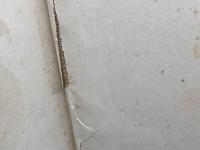 工業酒造之確立　鹿又親　日本醸友会　昭和12年