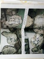 ICA模様石に秘められた謎 文藝春秋 コルネリア ペトラトゥ