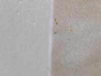 昭和天皇最後の百十一日: 前侍医長がいま明かす テレビ朝日 高木 顯