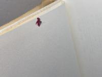 楠 (ものと人間の文化史 151) 法政大学出版局 矢野 憲一