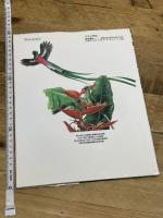 ジャングル (絵本図鑑シリーズ 14) 岩崎書店 松岡 達英