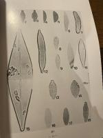 淡路・志知川沖田南遺跡 |  昭和56年度発掘調査概報  兵庫県教育委員会