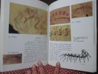澄江生物群 : THe Chengjiang Biota: A Unique Window of The Cambrian Explosion　（中国書）