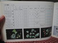 グラウンドカバープランツ : 地被植物
