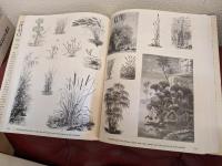 the plant kingdom compendium
