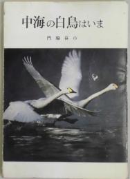 中海の白鳥はいま