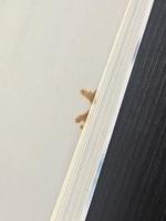 イギリス文学の旅 Ⅰ・Ⅱ 1・2セット