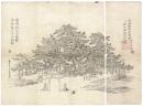 江州唐崎大明神 一ツ松正面西向之図