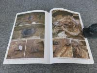 川原寺寺域北限の調査　飛鳥藤原第119-5次発掘調査報告