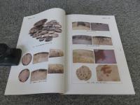 灯明皿と官衙・集落・寺院＜第23回古代官衙・集落研究会報告書＞
