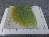 米寿記念　上村松篁回顧展