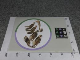 飛鳥の考古学2017	飛鳥資料館カタログ第34冊