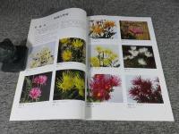 伝統の古典菊 : くらしの植物苑特別企画
