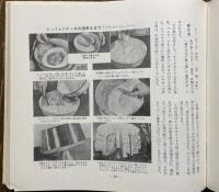 洋菓子入門：スポンジケーキ