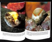 HONG KONG SEASHELLS