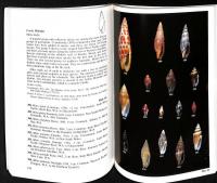 Seashells of Western Australia