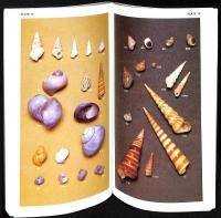 Shells of Southern Africa : A Concise Guide for Collectors 2nd edition