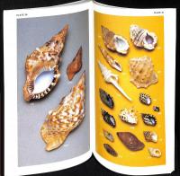 Shells of Southern Africa : A Concise Guide for Collectors 2nd edition