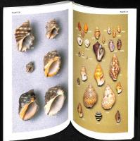 Shells of Southern Africa : A Concise Guide for Collectors 2nd edition