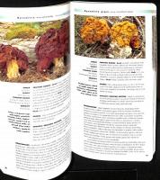 Mushrooms of Colorado and the Southern Rocky Mountains