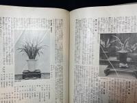 蘭・萬年青・巻柏