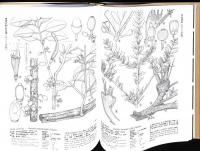 浅野貞夫日本植物生態図鑑