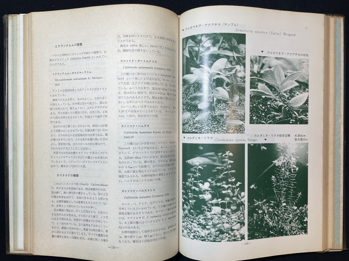 水草のすべて　和泉克雄著 水草のすべて(和泉克雄 著) / 古本、中古本、古書籍の通販は「日本の