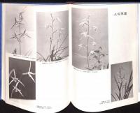 蕙蘭・寒蘭 : 原色東洋蘭