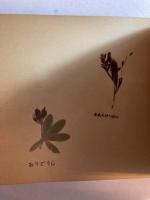 高山植物標本集