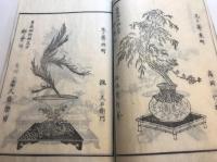 琴浦乃華　花道家元未生御流