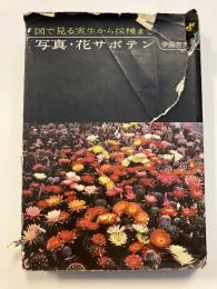 写真・花サボテン : 図で見る実生から採種まで