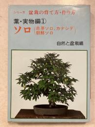 盆栽の育て方・作り方　ソロ : 赤芽ソロ・カナシデ・朝鮮ソロ