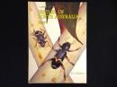 【洋書】A Guide to the Genera of Beetles of South Australia, Part 6 (Polyphaga: Lymexyloidea, Cleroidea and Cucujoidea)