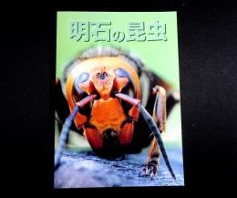 明石の昆虫