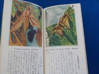 原色少年昆蟲圖鑑