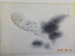 大日本魚類畫集「蛸」