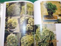 よみがえる古典植物　いわひば