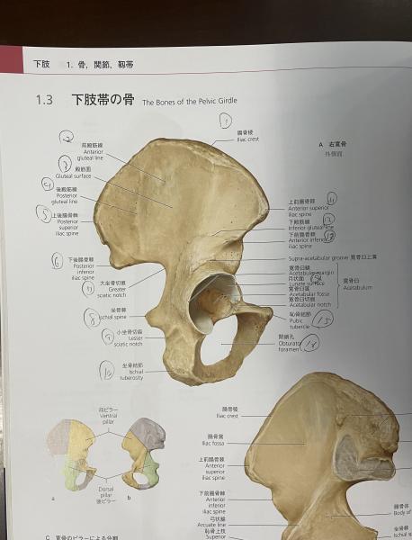 プロメテウス 解剖学アトラス 解剖学総論/運動器系(監訳：坂井