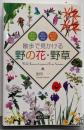 散歩で見かける野の花・野草 : 春の野の花・野草夏の野の花・野草 秋/冬の野の花・野草